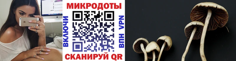 сколько стоит  Льгов  это как зайти  Галлюциногенные грибы Psilocybe 